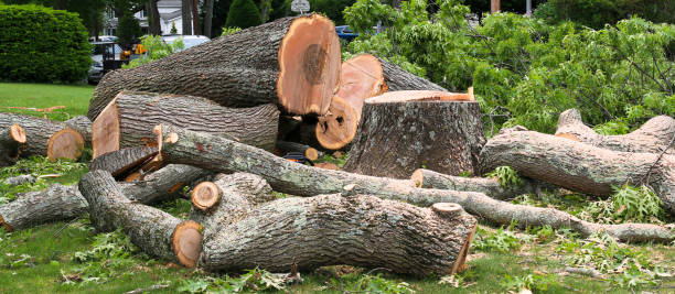 Professional Tree Removal Services in South Monrovia Island, CA